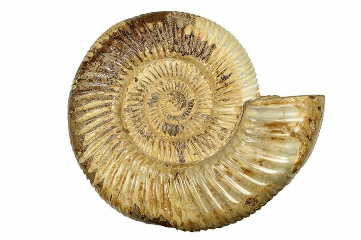 Polished Jurassic Ammonite (Perisphinctes) - Madagascar #270941